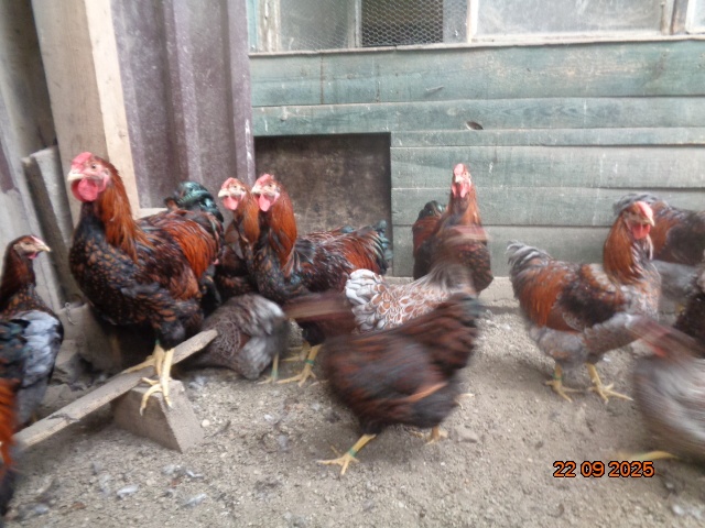 Sliepky wyandotky zlatej lemovanej - 2