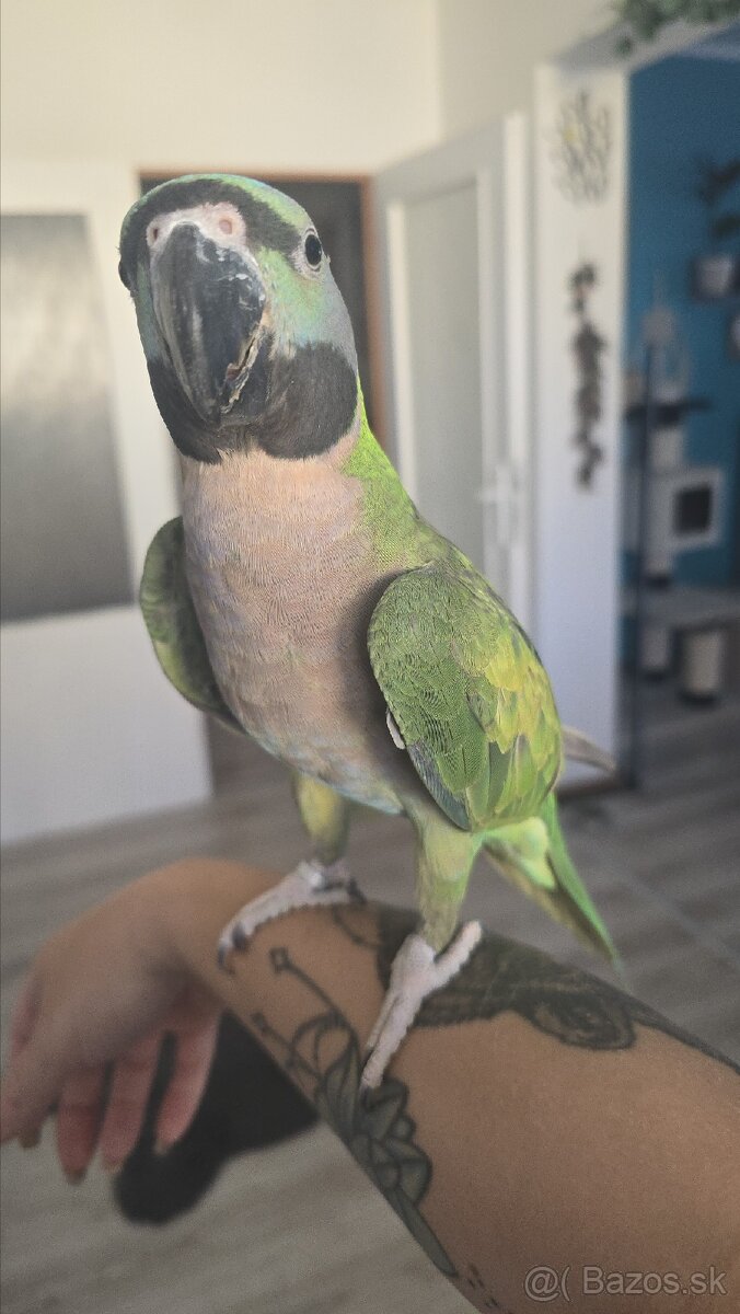 Alexander čínsky - 2