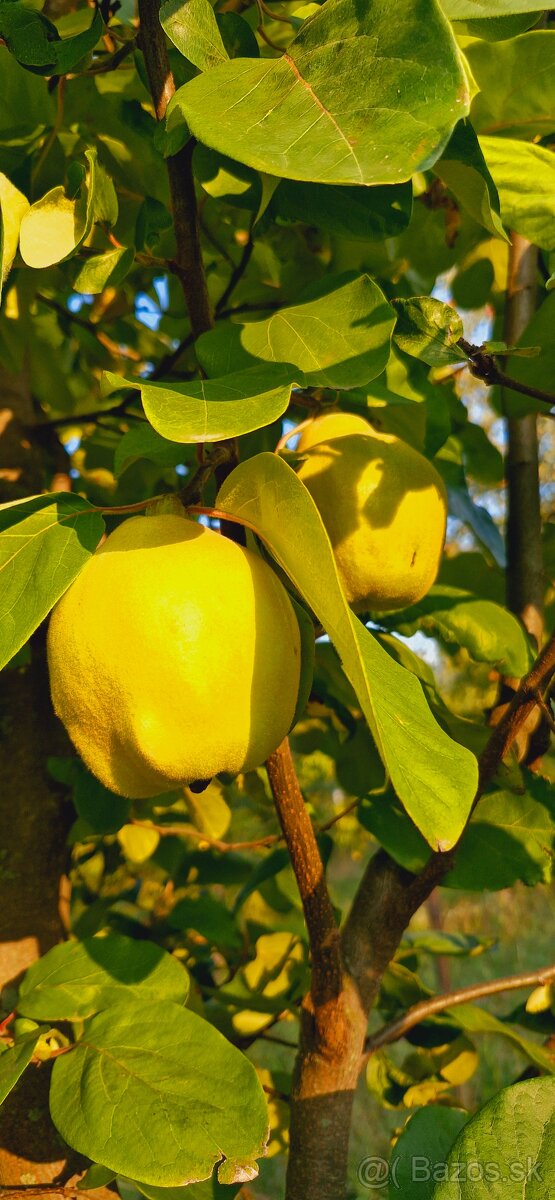 DULOVÝ SYR - SLADKÁ DULOVÁ POCHÚŤKA - 2