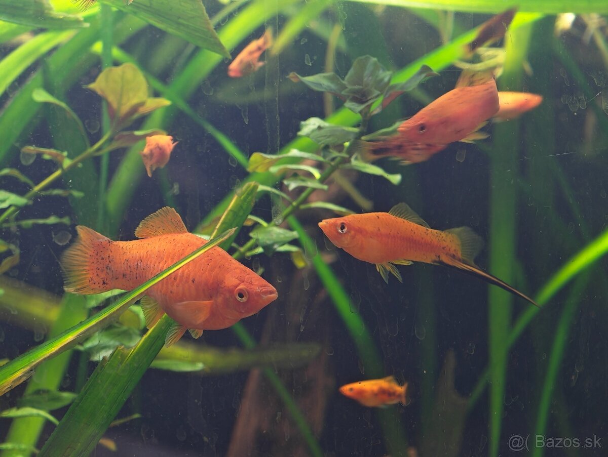 Predávam ryby - 2