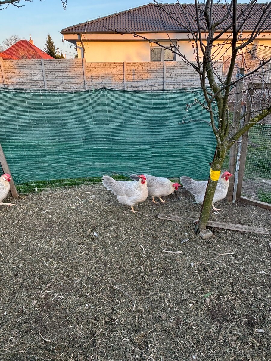 Nasadove vajíčka vlaska perloseda - 2