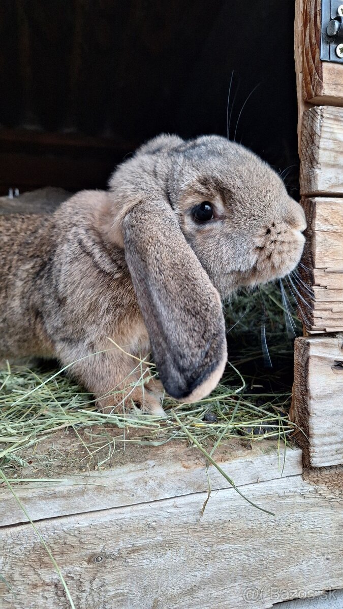 Francúzsky baran - 2