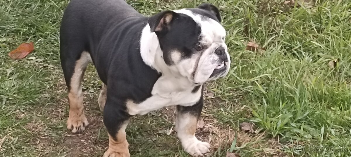 Anglicky buldog - 2