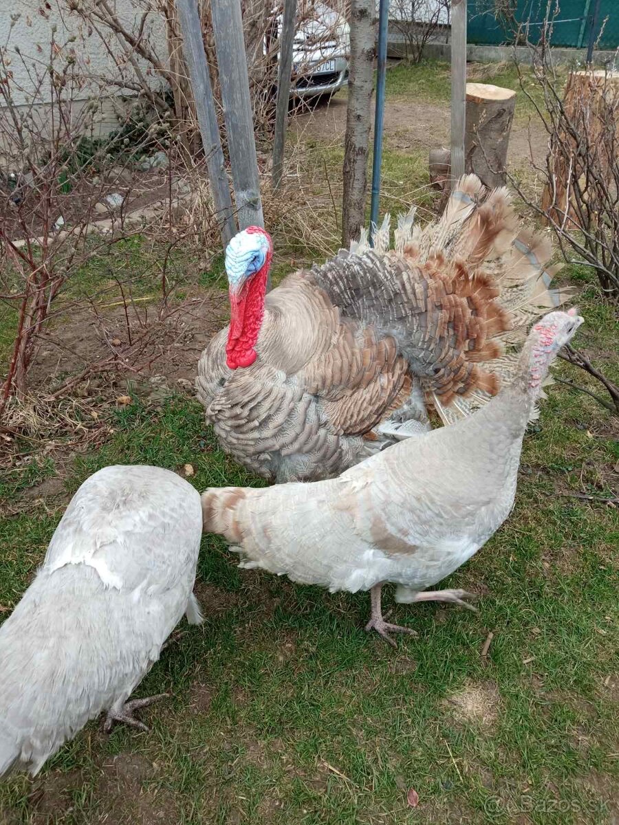 Predám moriaka a morky divé - 2