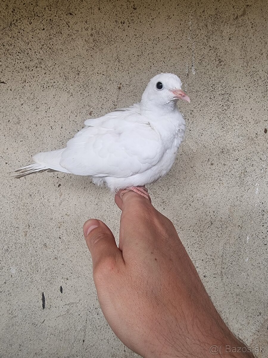 HRDLIČKY CHICHOTAVÉ - 2