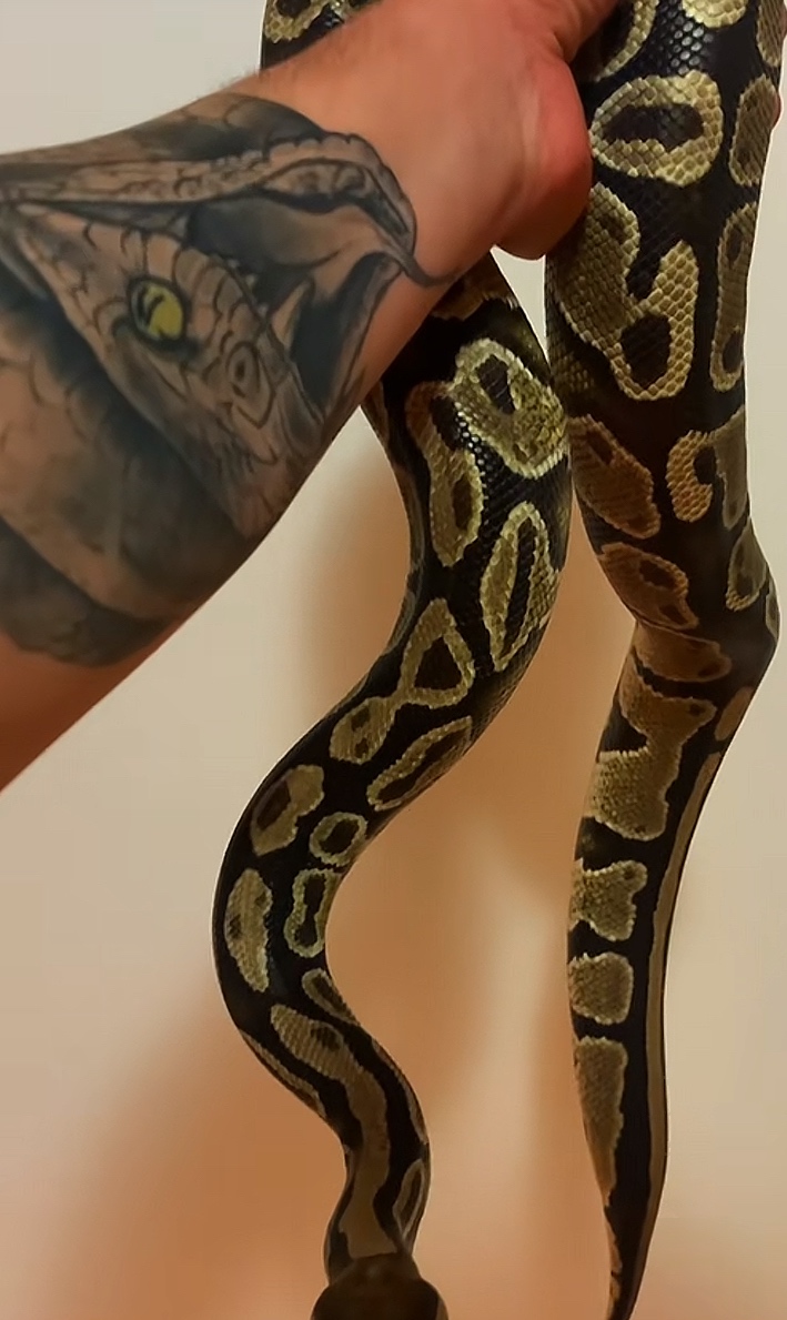 Python regius,ball python - 2