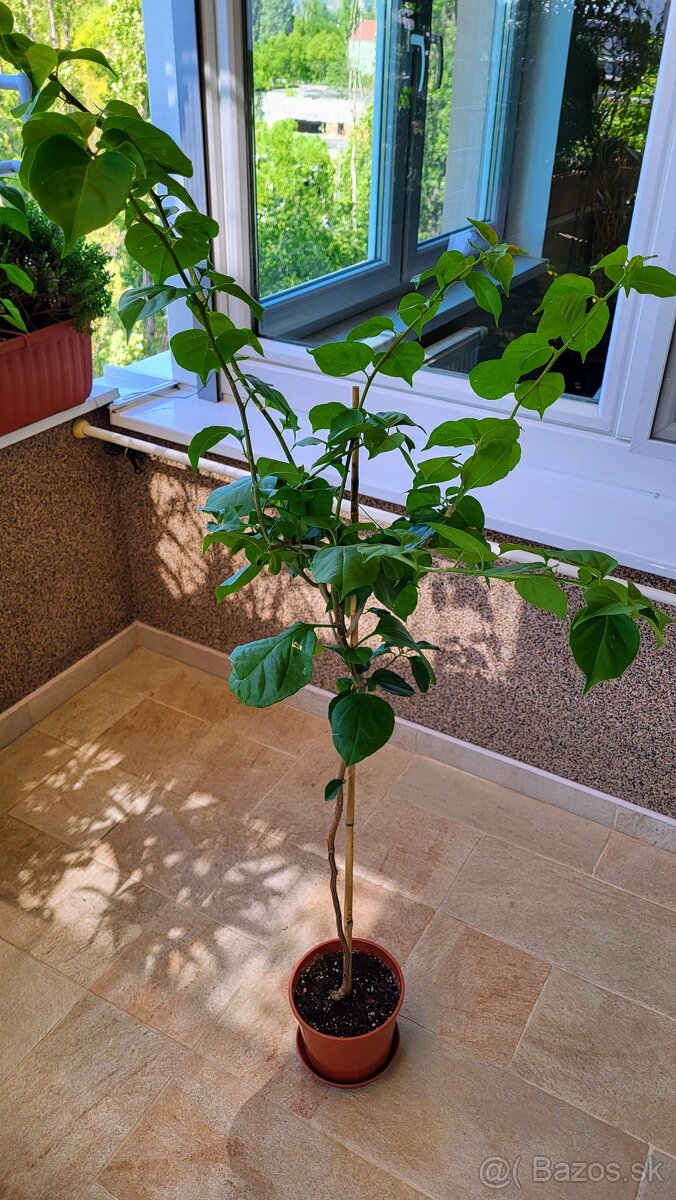 Bugenvilea (Bougainvillea) cyklamenová - 2