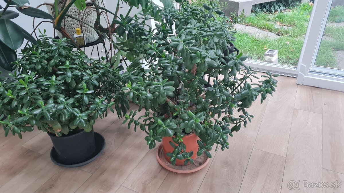 Predam tučnolist crassula - 2