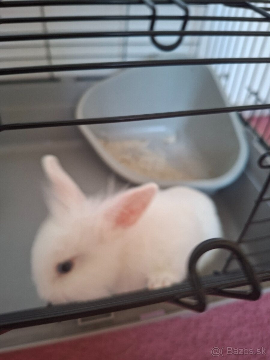 Zakrsly králik levík s modrými očkami - 2