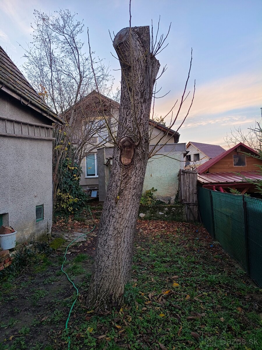 Predám orechové drevo gulatinu - 2