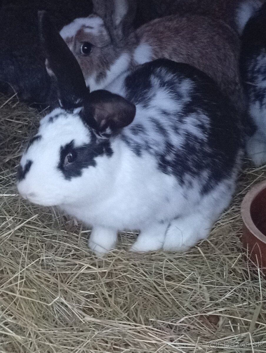 Zajace Samičky a samce - 2