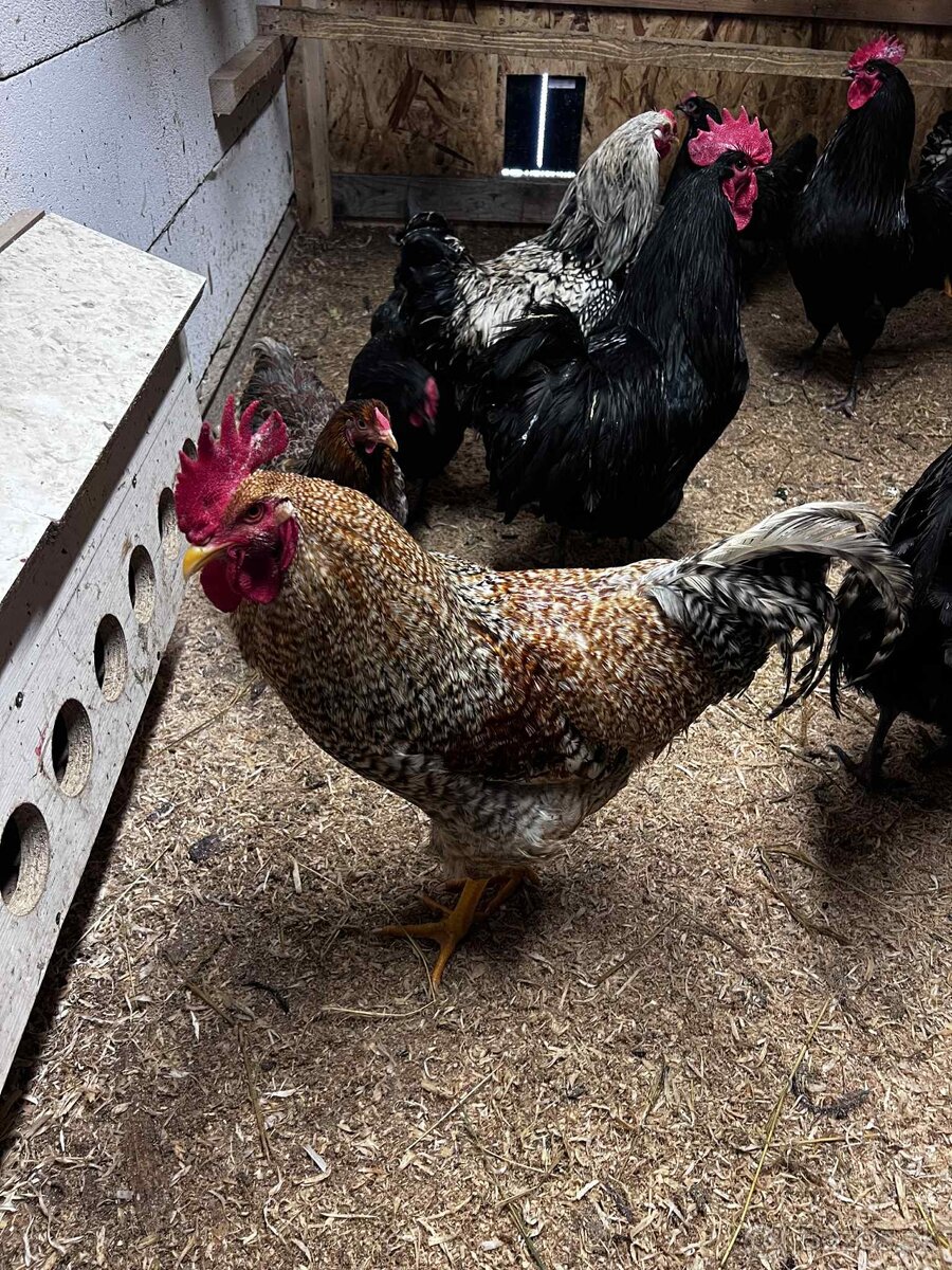 Predám kohútov - 2