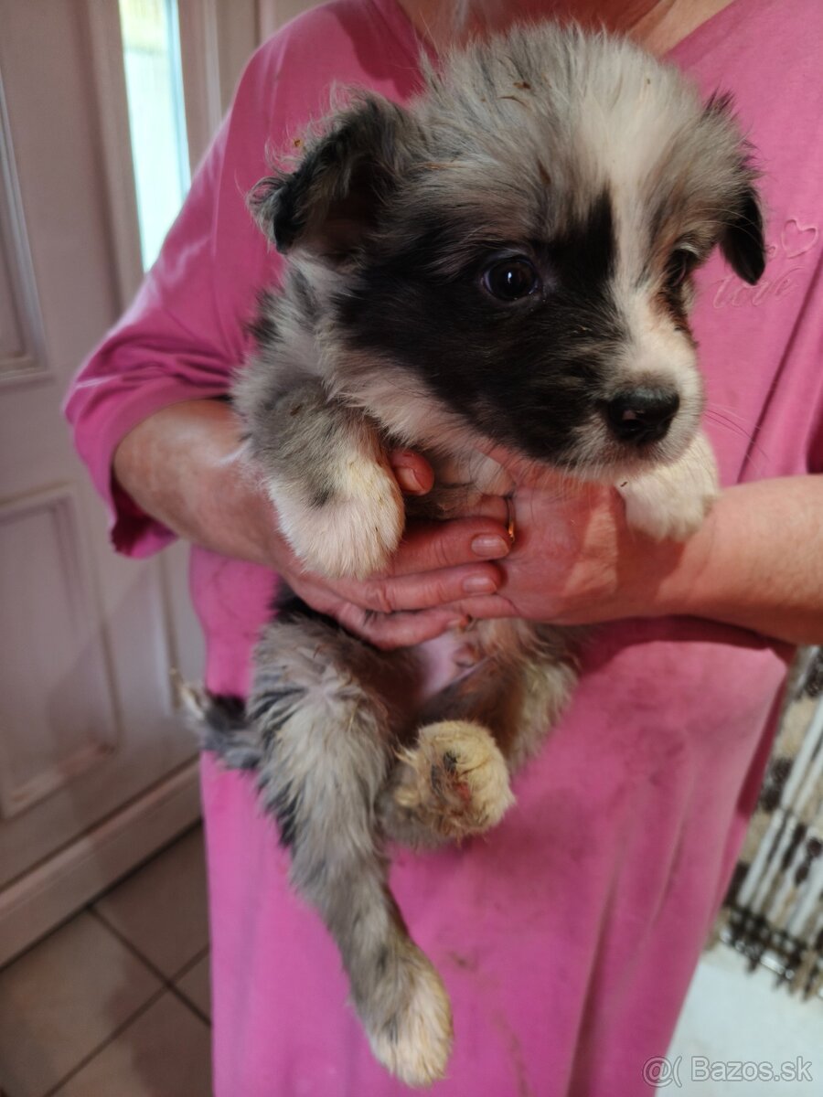 Border collie kiskutyák eladók - 2