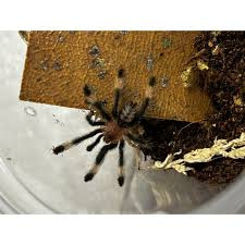 Psalmopeus irminia - 2