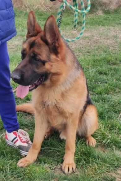 Nemecký ovčiak s PP - 2