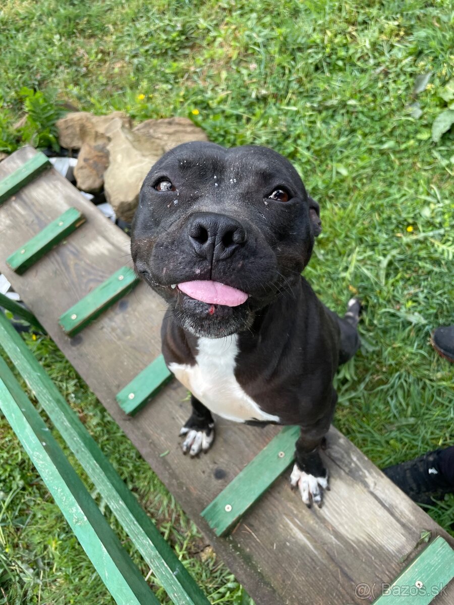 Pitbull - 2