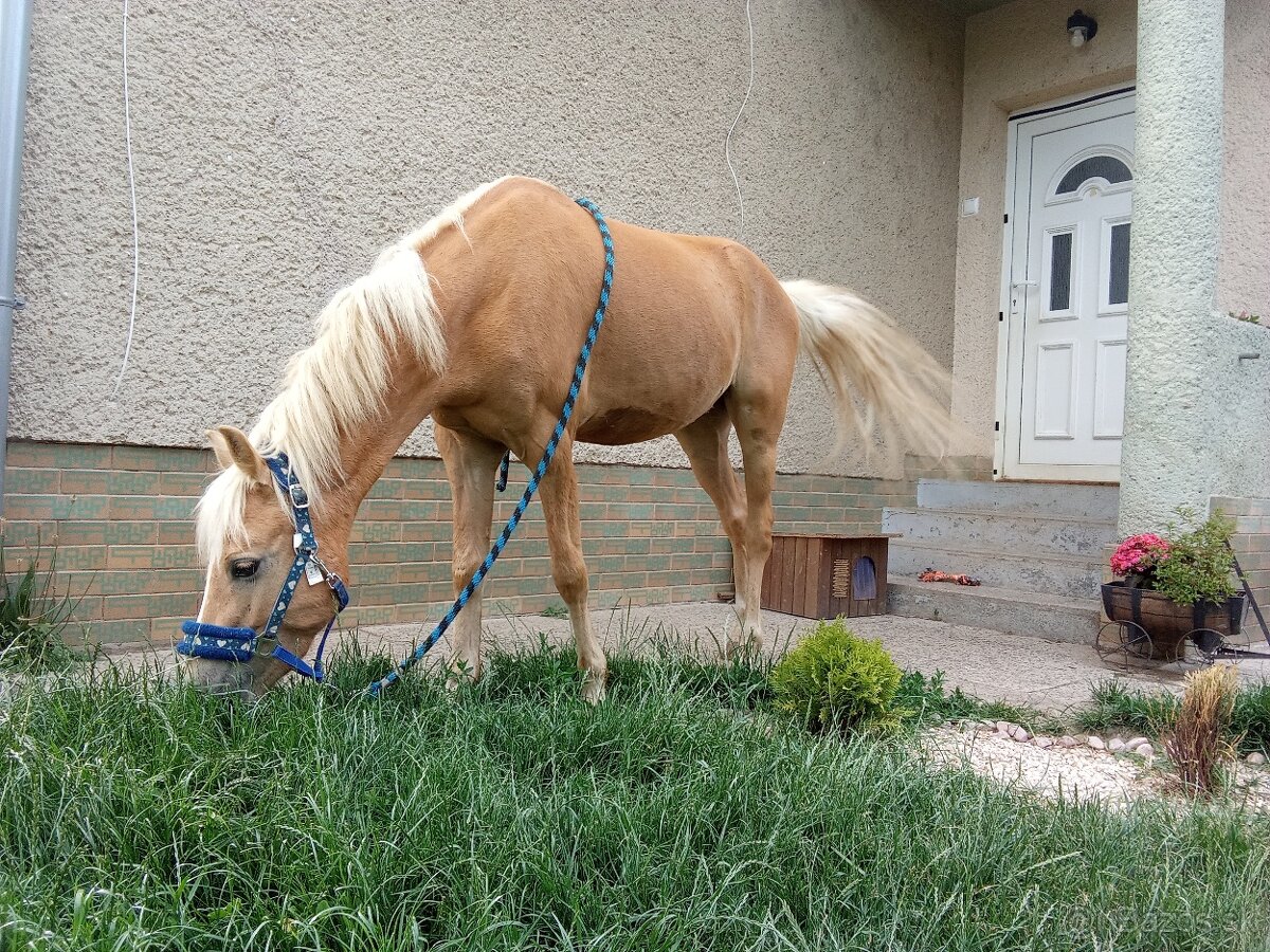 Český športový pony - 2