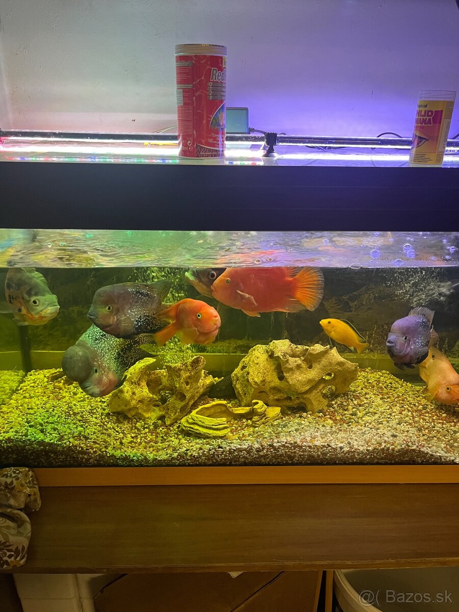 300L akvarium+rybicky - 2
