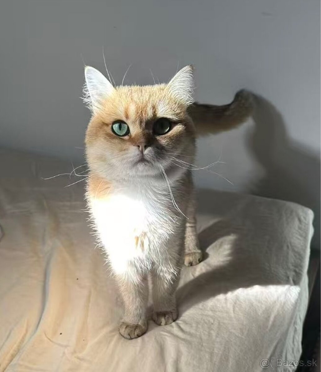 Golden Shaded BSH - 2