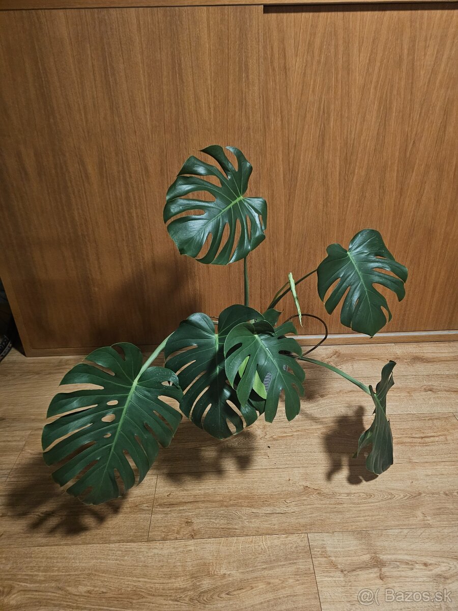 Monstera Deliciosa - 2