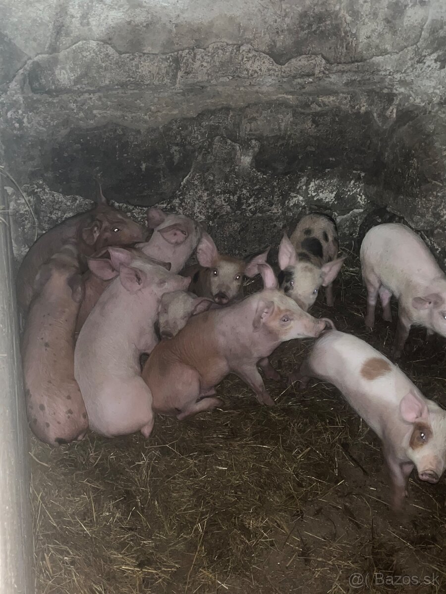 Prasce,odtstavčata - 2