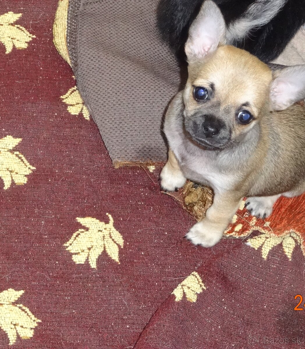 čivava krátkosrstá,dlhosrstá - 2