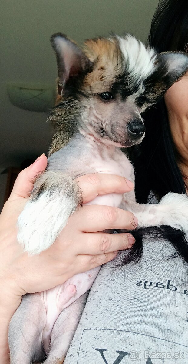 Čínský chocholatý pes - 2