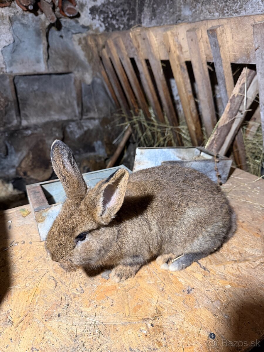 Králiky-Krížence mäsových plemien - 2