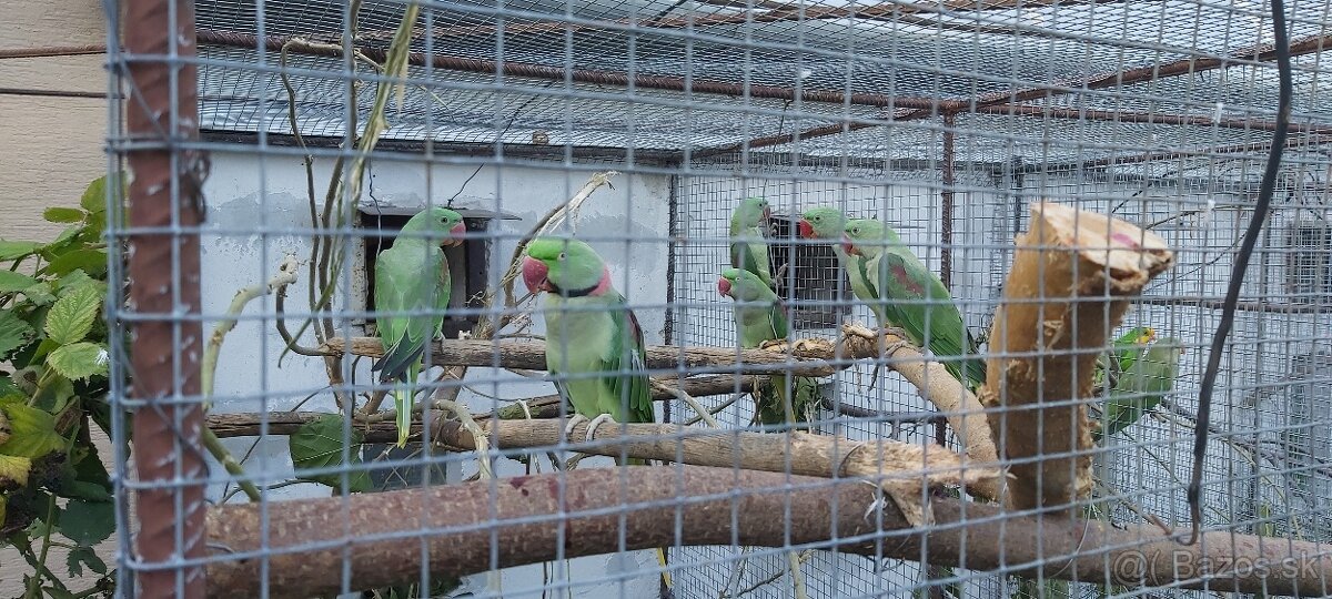 Alexander Veľký - 2