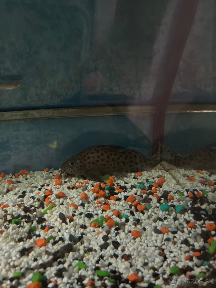 Petrovce škvrnitý - 2