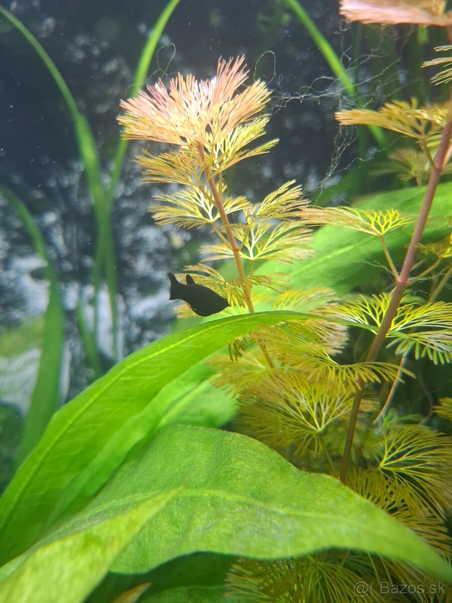 Momentalne nedostupne - Black Molly - 2