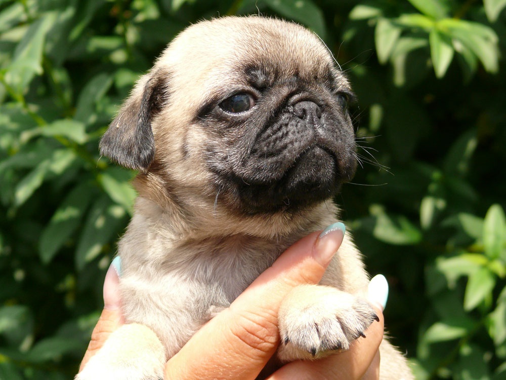 Mops - Štěňátka - 2
