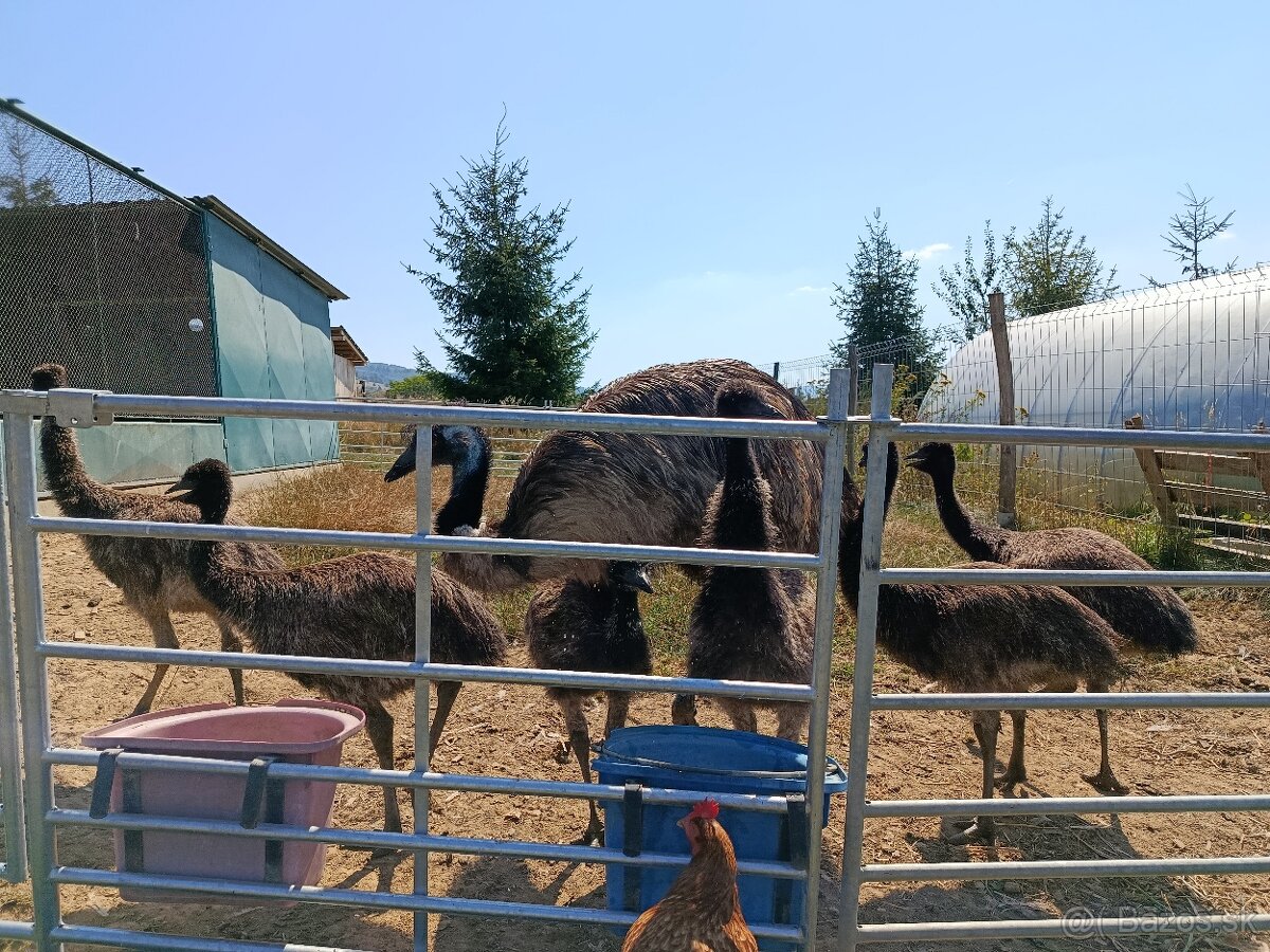 Emu hnedý - mladý samec - 2