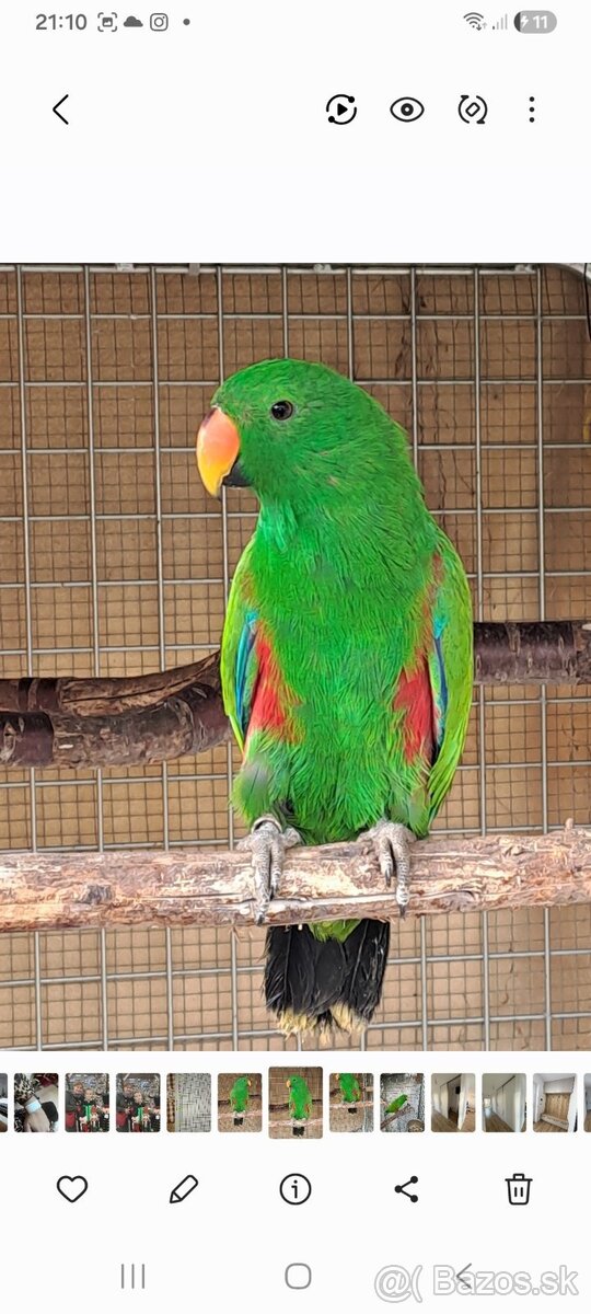Predám amazonika bielobruchého a eklektus polychloros - 2