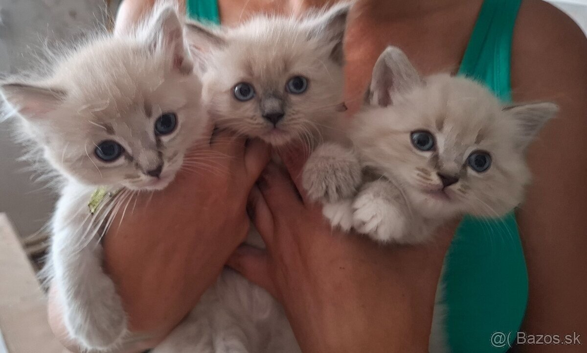 Čistokrvné Ragdoll mačiatka - 2