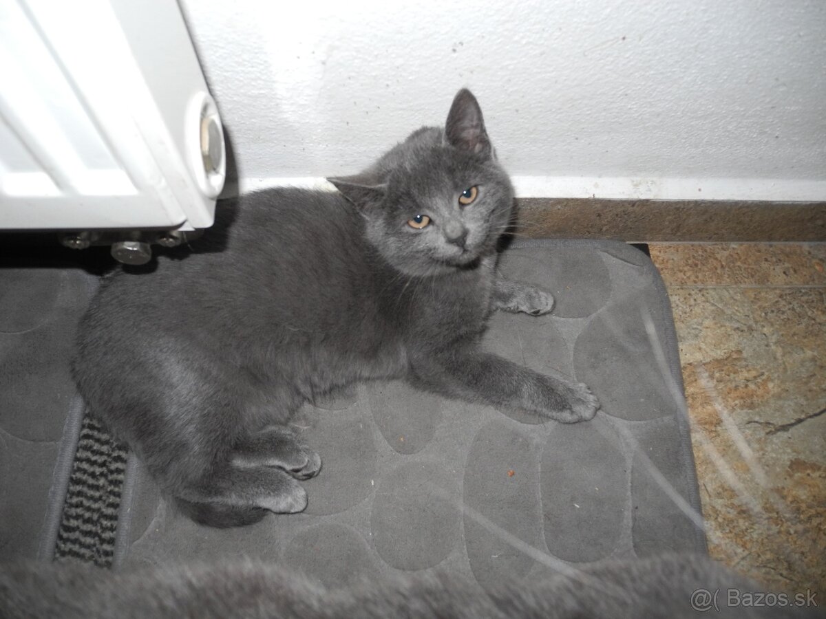 Darujem mačiatka - 2