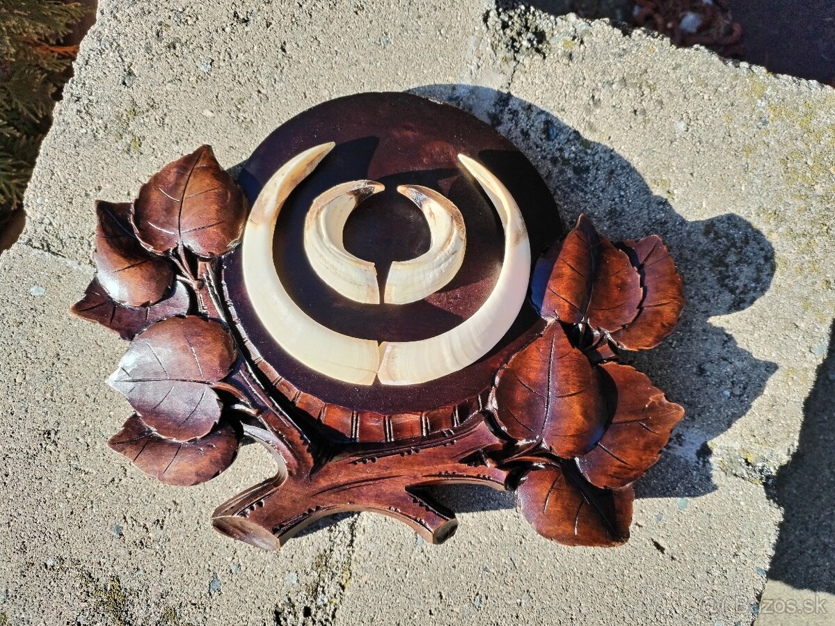 Trofej kly na podložke - 2