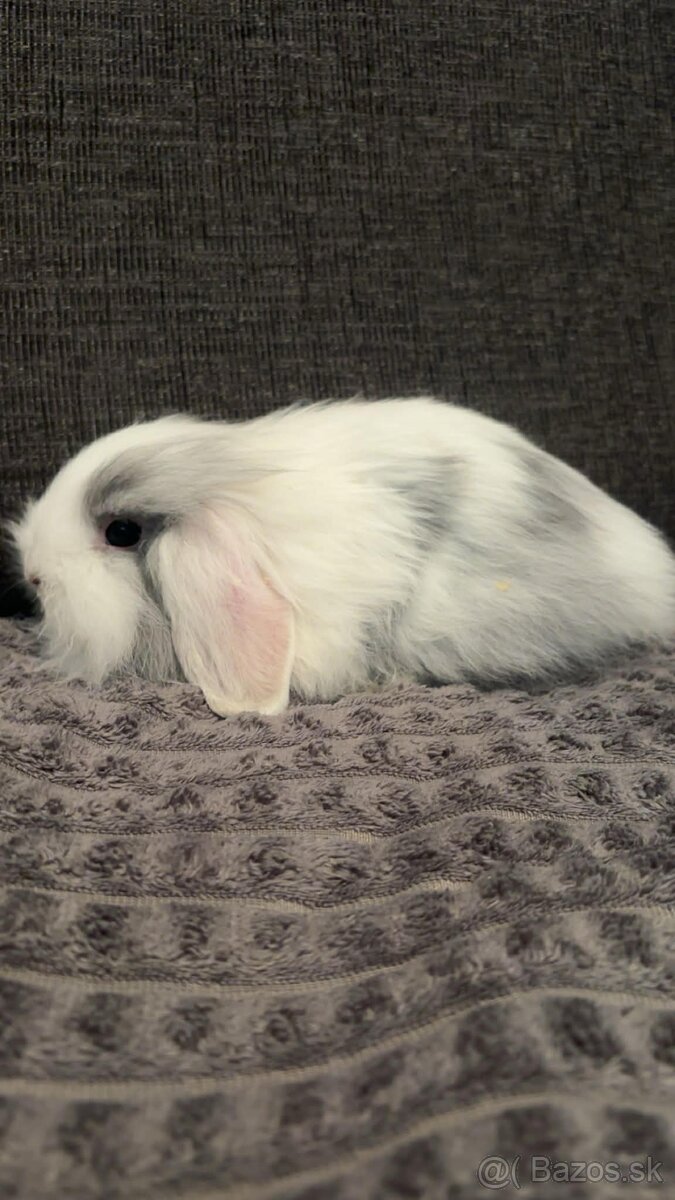 Zakrsnutý kralik baranček - 2