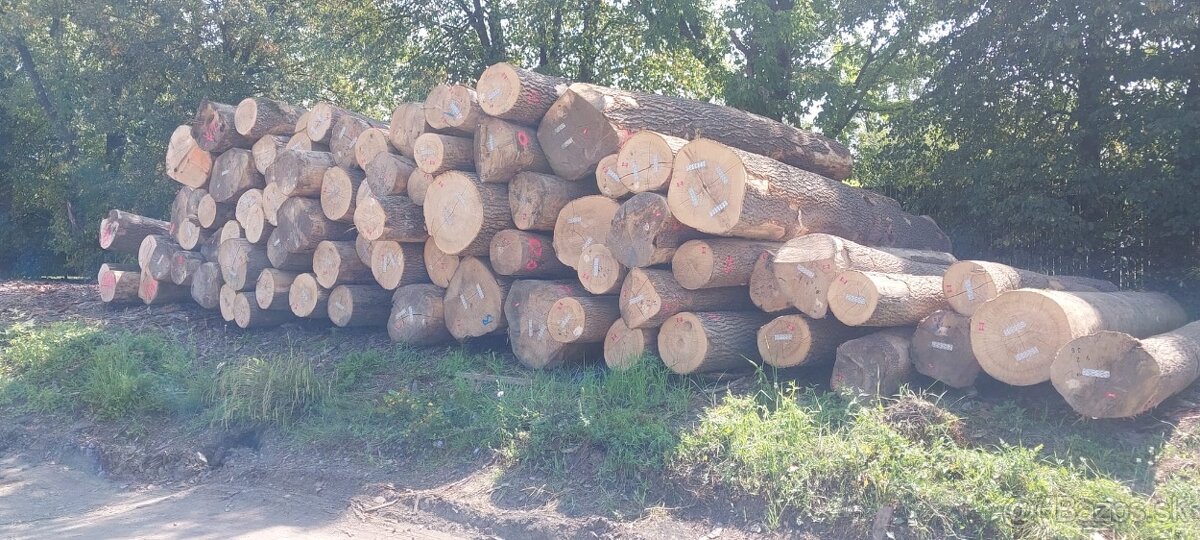 Dubová GUĽATINA - 2