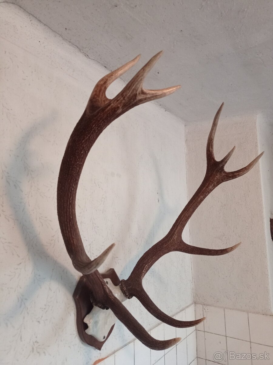 trofej,parohy,zhody,parozie - 2