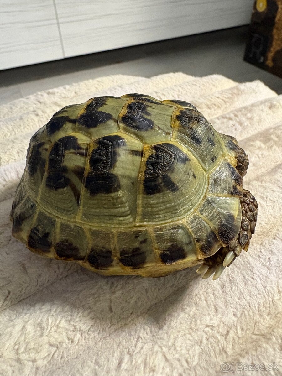 Testudo Horsfieldii - 2