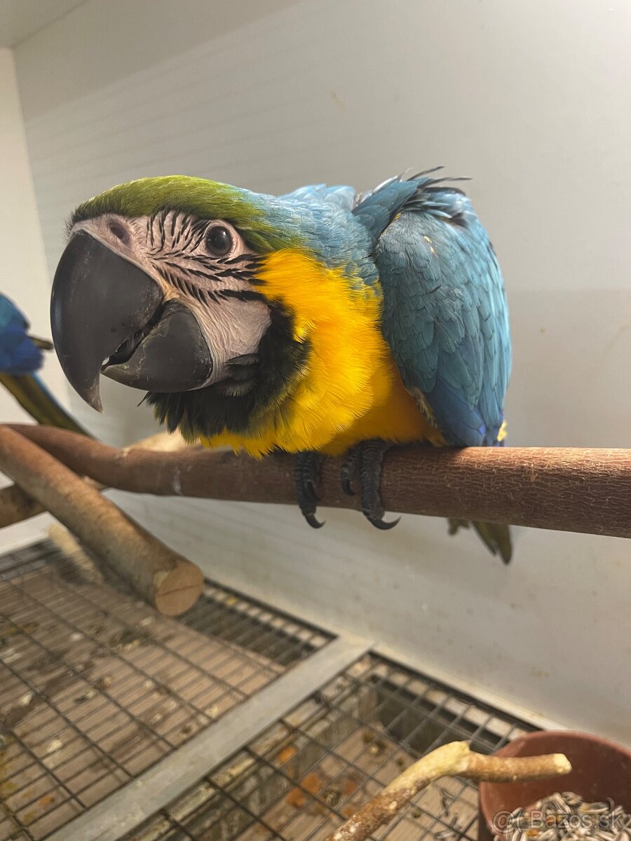 ✅✅✅ ARA ARARAUNA ✅✅✅ - 2