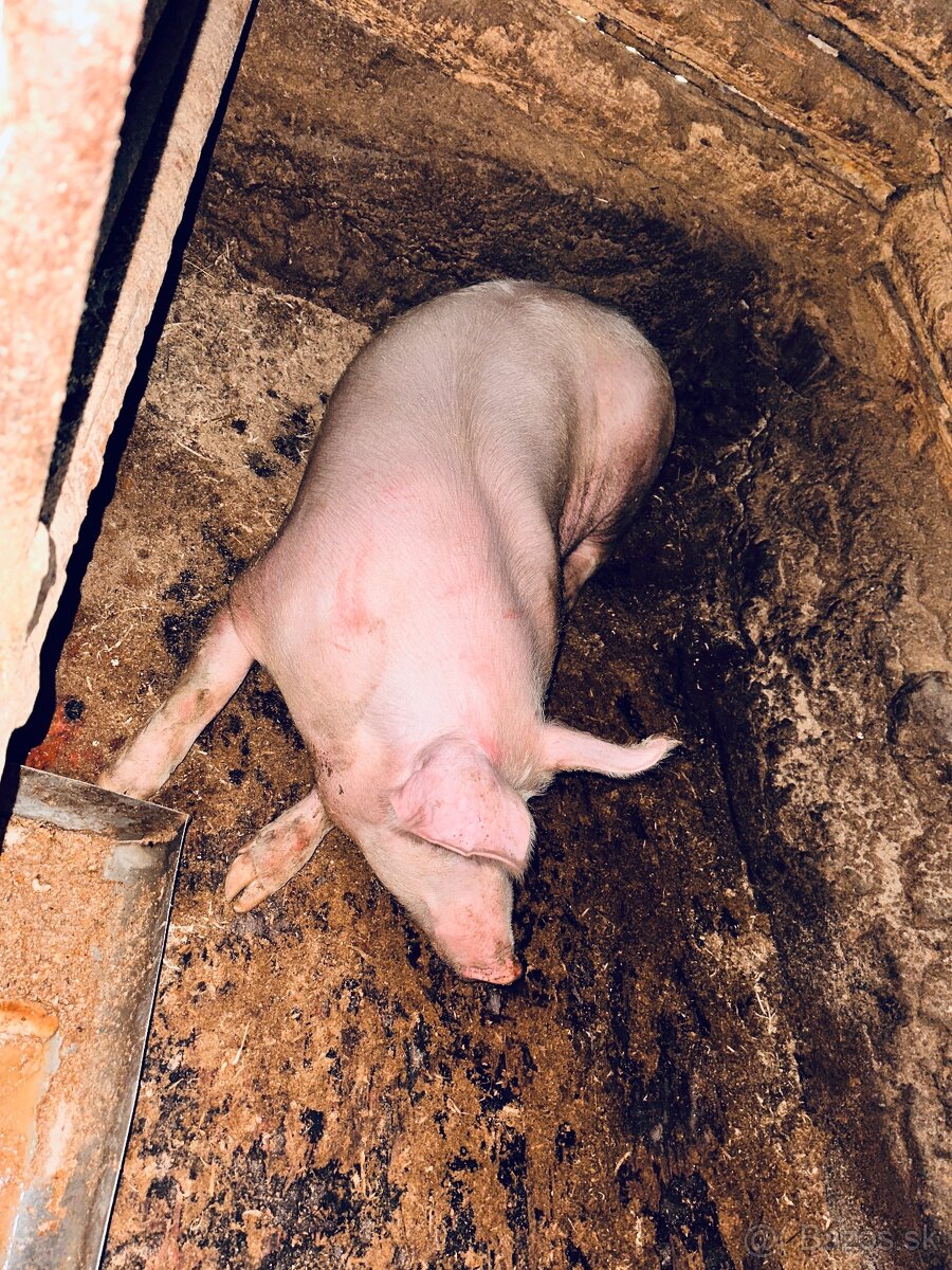 Prasa/ošípané - 2