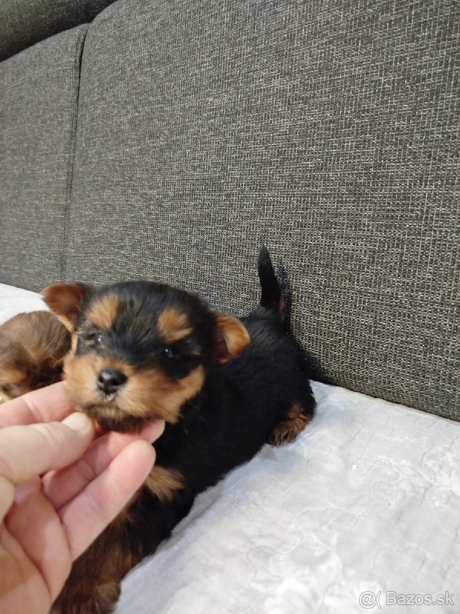 Yorksirsky terrier, Yorkshire teriér, Čoko York - 2