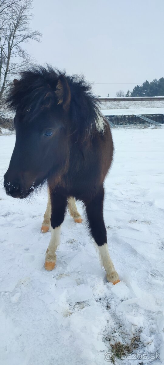 Predám 8 mesačnú kobylku poníka - 2