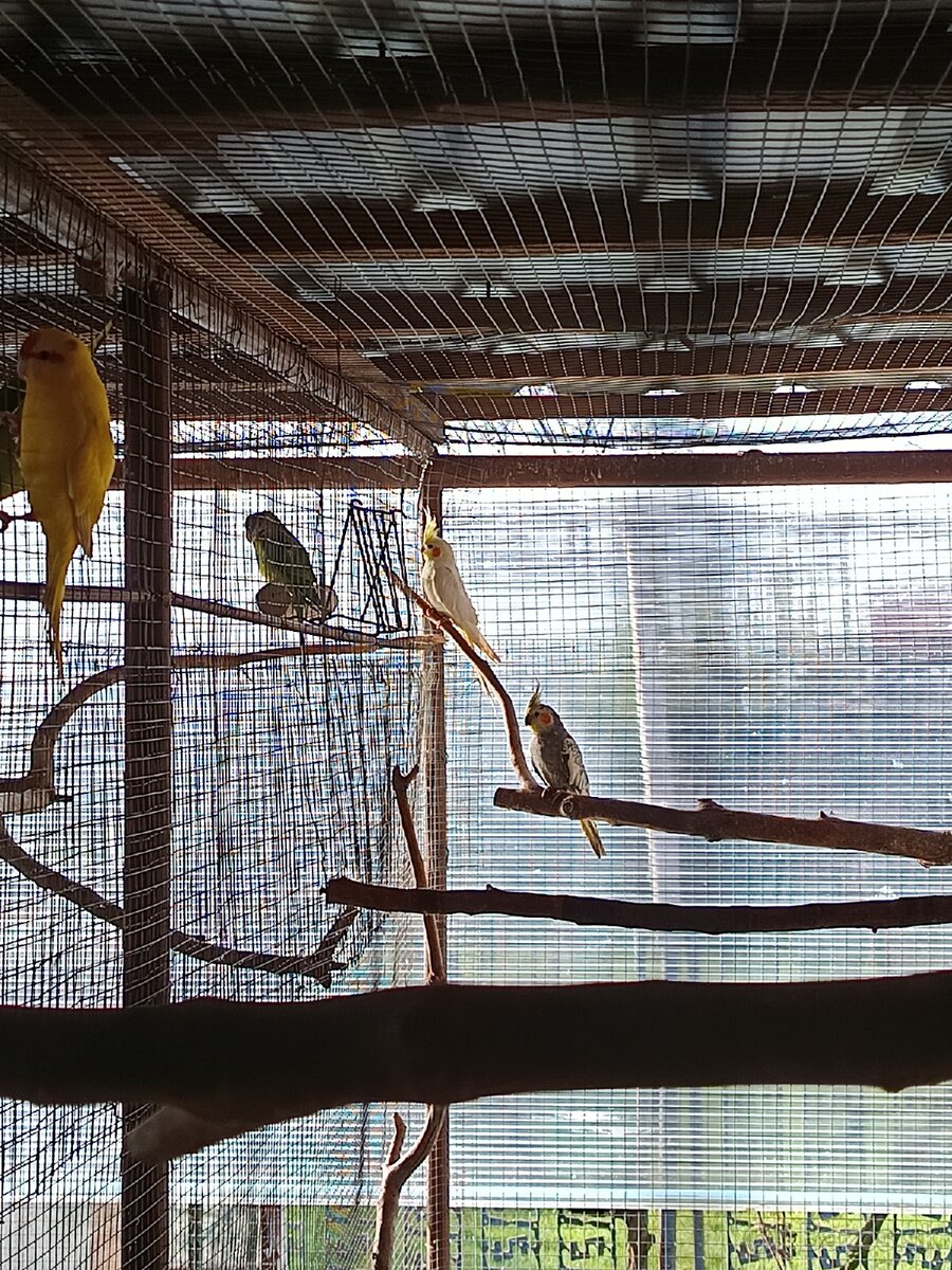 Predám korele a kakariky - 2