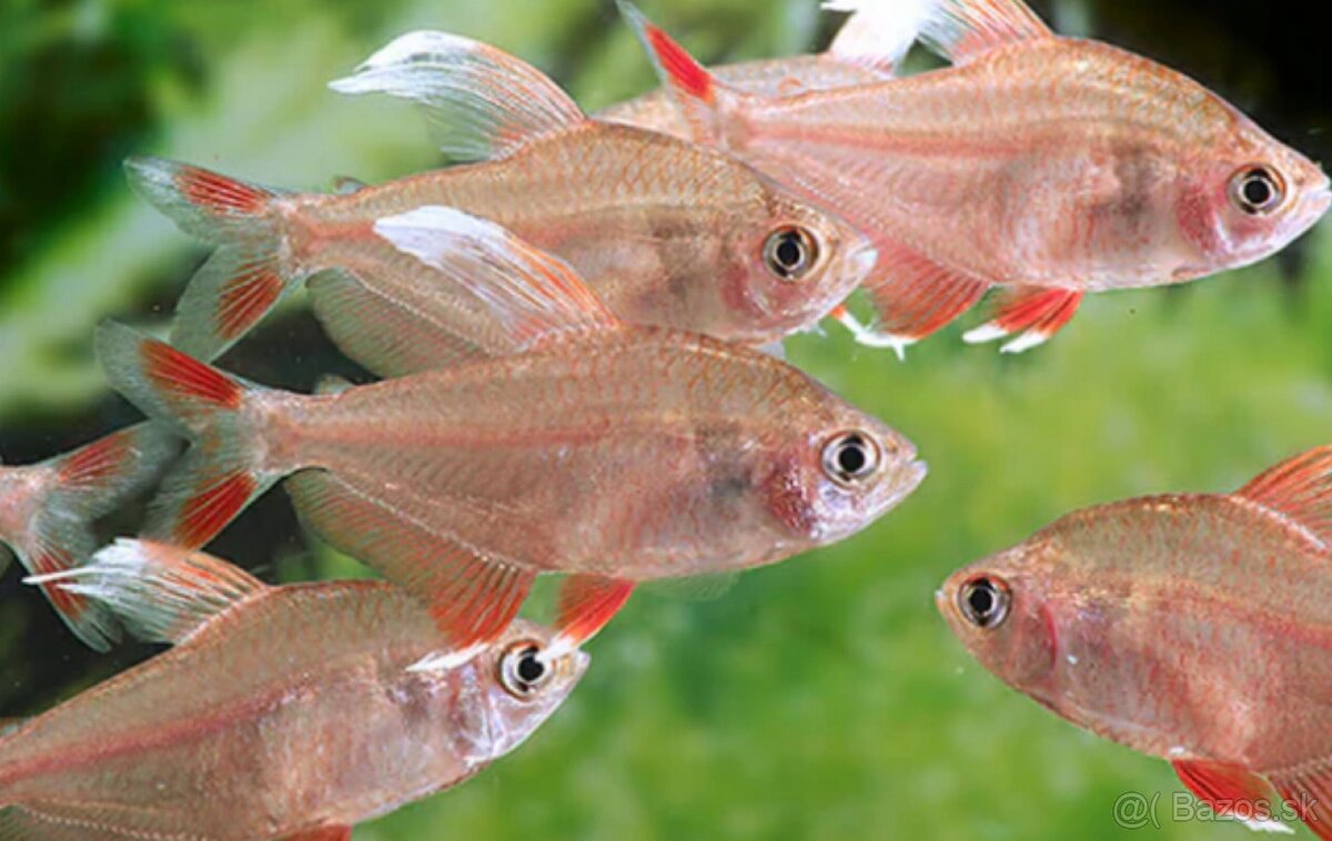 Predam TETRA OZDOBNÁ-BIELA - HYPHESSOBRYCON - 2