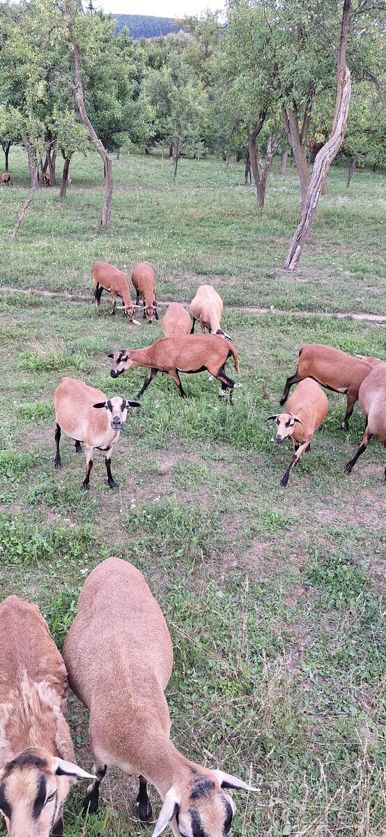 Predam kamerunske ovce. - 2