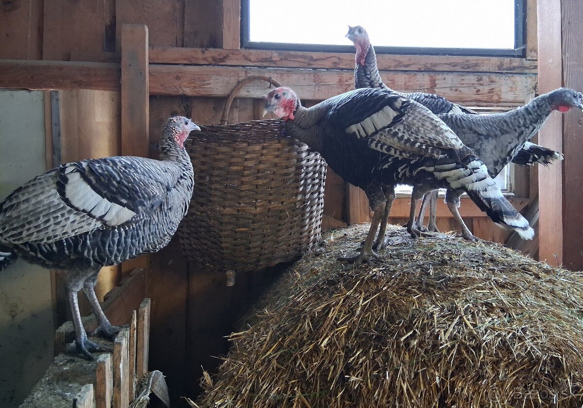 Morky a moriaci narragansett - 2