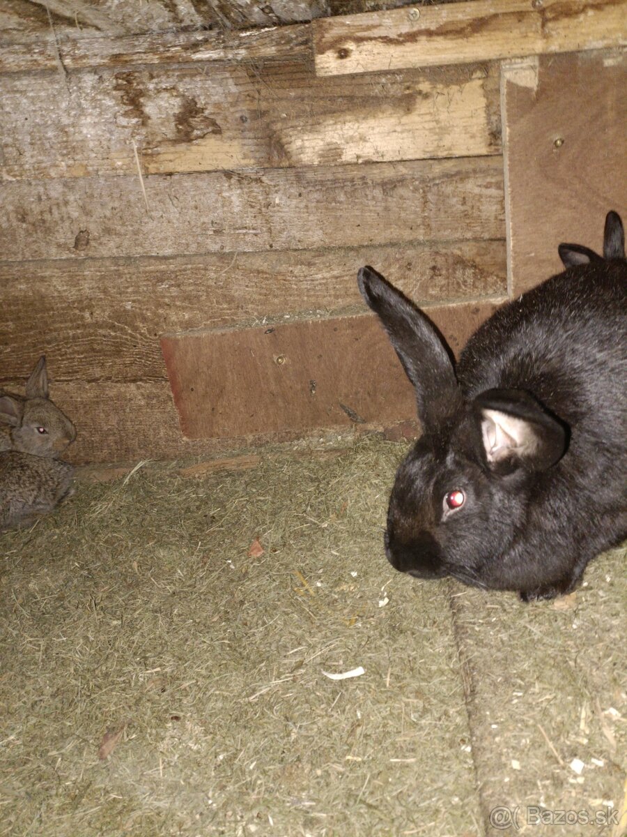Predám králiky - 2